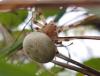 Araneus quadratus